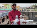 মুর্শিদাবাদের গিরিবাজ পায়রা সেল 🔥 murshidabad giribaz pigeon sale সড়ক বাজির পায়রা@dspigeon519