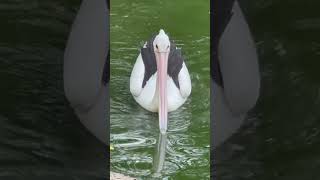 Wow very Beautiful pelican / pelikan #animalshorts #pelikan #pelicans #animals #bird