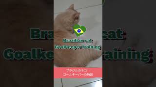 ブラジルのねこ ゴールキーパーの特訓で神セーブ✨Brazilian cat goalkeeper training