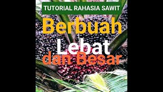 TUTORIAL RAHASIA SAWIT BERBUAH LEBAT DAN BESAR