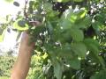 Thinning plums to stop broken branches and get better fruit