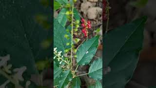 മണി തക്കാളി അല്ല രക്ത നെല്ലി എന്ന വിഷ തക്കാളി ആണിത് #shortvideo #shorts #prakruthimalayalam