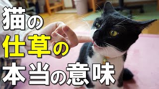 何でそんなことをするの？猫の行動・仕草が伝えたい本当の意味９選【保護猫】