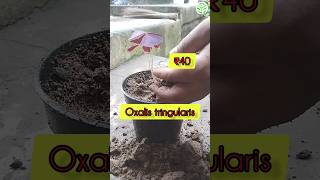 How To Care \u0026 Repotting Butterfly Plant(Oxalis tringularis)