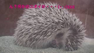 ハリネズミ　寝落ちするまで　寝姿　hedgehog