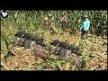 How Texas Farmers Deal With Millions Of Giant Wild Boar Invading Corn Fields