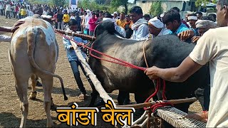 बांडा बैल । मेहकर पट मैदान की सबसे खुबसुरत बैलजोडी  । beautiful bull banda । गावरन(देशी ) बैलजोडी