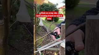 Apple Tree Pruning Tips!😍🍎🌳