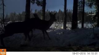 Åtelkamera Bushnell Trophy Cam HD Aggressor, Wireless MMS/GPRS