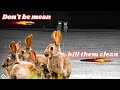 Air Rifle Rabbit Shooting - Head Shots Only