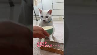 人間に育てられた弟猫のおもしろ行動集1