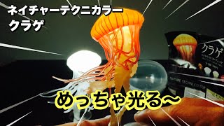 光るクラゲが神秘的！【ガチャガチャ】クラゲLEDライトコレクション開封！ネイチャーテクニカラー/jellyfish/sea nettle capsule toy