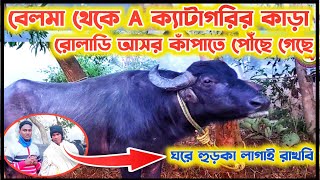 রোলাডি আসর কাঁপাতে বেলমা থেকে A ক্যাটাগরির কাড়া আগত / মালিক কি বলছেন শুনুন /