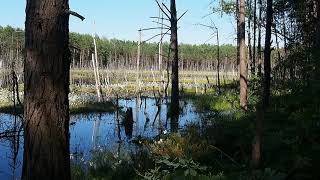 Rezerwat Bagno Bocianowskie