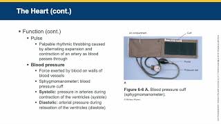 Ch 6 Phlebotomy Essentials 8th edition Lecture Video