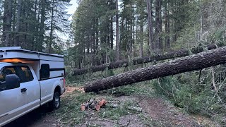 Clearing trees off the road