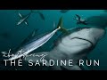 About diving the Sardine Run