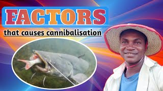 Two factors that causes cannibalisation in catfish farming  || Catfish farming in Nigeria