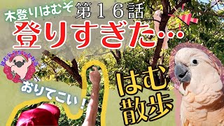 はむ散歩。飛ばないオウムは不思議に見える？？オオバタン羽夢蔵の公園散歩◆#１６◆羽夢蔵◆はむぞうちゃんねる◆Moluccan Cockatoo◆