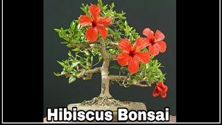 How to make Bonsai : Hibiscus Bonsai How to make Bonsai : Hibiscus Bonsai