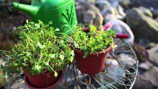 Growing edible ground covers, such as claytonia, in containers