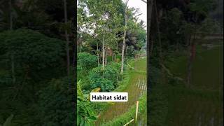 Habitat sidat tunggu keseruan y mancing sidat