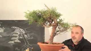 Bonsai Erstgestaltung einer Italienischen Zypresse by Merlin