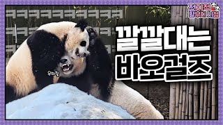 [전지적 할부지 시점] ep.211 세상 재밌게 노는 바오걸즈ㅋㅋㅋ 그 모습을 보고 찾아온 까마귀?!🐦‍⬛ 겨울의 끝자락을 보내는 바오패밀리의 일상❄️ │ Panda World