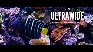 Ultrawide Screensaver for Cinema Displays 21:9 Aquarium Video Ultra HD