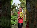 Pisang barangan super gurih