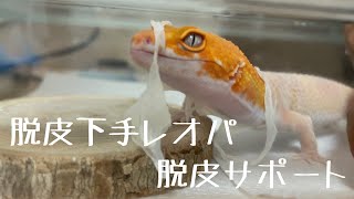 レオパ　ヒョウモントカゲモドキ　脱皮　サポート　みかん