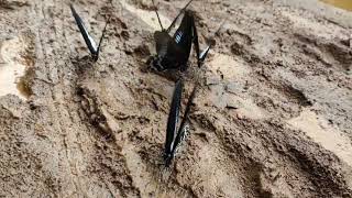 Beautiful Butterflies of Dajipur Jungle