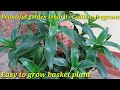 Best indoor plant//Callisia fragrans//Basket plant//எளிதாக வளரக்கூடிய கூடைத்தாவரம்/ornamental plant