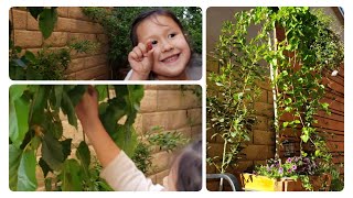 Tasting my first Mulberry from my Weeping Mulberry // Spring 2019