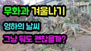 텃밭 무화과 월동방법 - 가장 쉽고 단순한 이 방법!  [귀촌피라미]