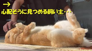 うさぎが熱中症で倒れるとこうなります。　(No.855)