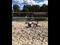 kiara the volley dog on sand