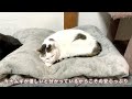 【甲斐犬】ふと見たら3匹並んで眠っていた仲良し犬猫が可愛すぎる…！