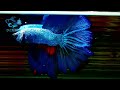 8 31【dc短鯛坊】半月公鬥魚（hmbetta）no.s29【showbetta】@dcasfish