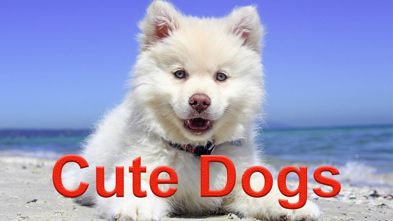Cute Dogs Video Youtube