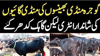 Today Gojra Maveshi Mandi 04 Feb l Cows and Buffalo Fresh updates