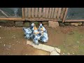 light columbian brahma u0026 buff columbian brahma chicks in kenya 🇰🇪