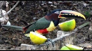 CHESTNUT-EARED ARACARI sounds (PTEROGLOSSUS CASTANOTIS), ARAÇARI-CASTANHO, Free birds in nature.