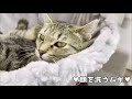 猫の洗顔 正しい顔の洗い方 skⅡ