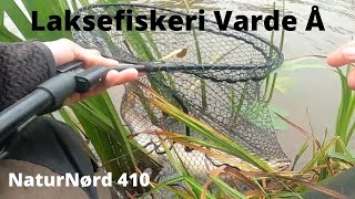 NaturNørd 410. Min Første Laks i Varde Å !!!!!