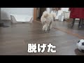 犬に靴下を履かせたら定番の変な動きになってしまった【トイプードル】