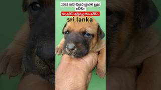 අද අපිට අවුරුදු 2025 නව වසර සුභම සුභ  වෙිවා ඔබ සැමට 🙏🙏🙏🙏