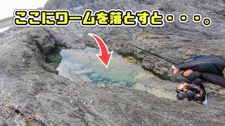 地磯の潮だまりにワームを落としてみたら…。