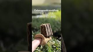 Greenhouse Root Check | High Country Gardens