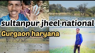 सुल्तानपुर झील नेशनल bird sanctuary ll 🐒🙊🦁 sultanpur jheel national #trending #viral #youtuber